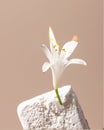 Lilium is a genus of herbaceous flowering plant with fire , modern creative art still life