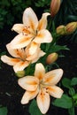 Lilium