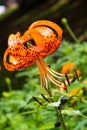 Lilium lancifolium is an Asian species of lily, native to China, Japan, Korea, and the Russian Far East. It has been taken to be