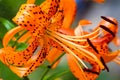 Lilium lancifolium is an Asian species of lily, native to China, Japan, Korea, and the Russian Far East. It has been taken to be