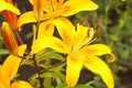 Lilium lancifolium Royalty Free Stock Photo