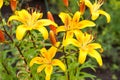 Lilium lancifolium Royalty Free Stock Photo