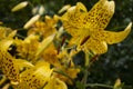 Lilium lancifolium orange yellow black tiger lilies flowers in an outdoor garden Royalty Free Stock Photo