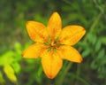 Flower picture of Tiger Lily Isolated subject on green blurred background Royalty Free Stock Photo