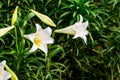 Lilium longiflorum