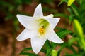 Lilium longiflorum in a garden