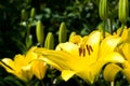 Lilium maculatum