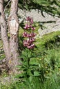 Lilium martagon Royalty Free Stock Photo