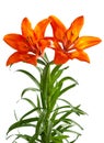 Lilium martagon Royalty Free Stock Photo