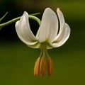 Lilium martagon alba white flower