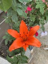 Lilium martagon, also known as Turk& x27;s cap lily