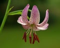 Lilium martagon flower Royalty Free Stock Photo