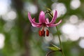 Lilium martagon martagon lily.