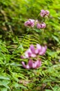 Lilium martagon (martagon lily, Turk's cap lily) Royalty Free Stock Photo