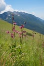 Lilium martagon in mountain landscape monte baldo, italy