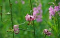 Lilium martagon