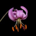 Lilium martagon, Turk`s cap lily