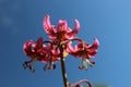 Lilium martagon - Turk`s cap lily Royalty Free Stock Photo