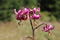 Lilium martagon - Turk`s cap lily Royalty Free Stock Photo