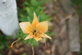 Lilium \'Orange\' blooms with light orange flowers in the garden in July. Berlin, Germany