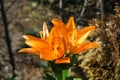 Lilium \'Orange\' blooms with orange flowers in the garden in July. Berlin, Germany