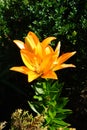 Lilium \'Orange\' blooms with orange flowers in the garden in July. Berlin, Germany