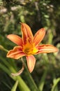 Lilium.Orange lily flower growing in the garden.