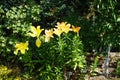 Lilium \'Orange Planet\' blooms with orange flowers in the garden in July. Berlin, Germany