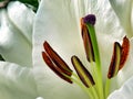 Lilium Oriental White