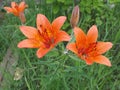 Lilium pensylvanicum flower in Yakutia