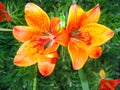 Lilium pensylvanicum flower in Yakutia