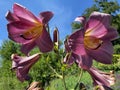 Lilium `Pink Perfection` Trumpet Lily, Lily Pink Perfection or Orienpet Lilie, Mainau - Constance, Germany Royalty Free Stock Photo