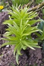 Lilium plant Royalty Free Stock Photo
