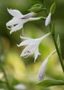 Lilium regale