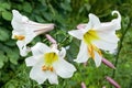 Lilium regale regal lily