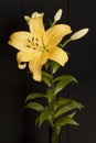 The Lilium species, called lilies or lilies, constitute a genus with around