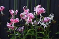Lilium speciosum flowers