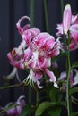 Lilium speciosum flowers