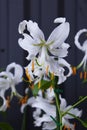 Lilium speciosum flowers