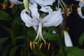 Lilium speciosum flowers