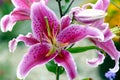 Lilium speciosum rubrum fa 'Star Gazer'