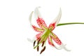 Lilium speciosum var. gloriosoides Royalty Free Stock Photo