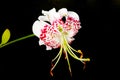 Lilium speciosum var. gloriosoides Royalty Free Stock Photo