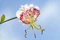 Lilium speciosum var. gloriosoides