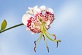 Lilium speciosum var. gloriosoides Royalty Free Stock Photo