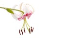 Lilium speciosum var. gloriosoides Royalty Free Stock Photo