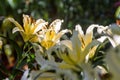 Lilium spp is the beautiful tree. `the flowers of the Princess. Royalty Free Stock Photo