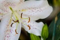 Lilium spp called Lily in this group that the Easter lily, or trumpet lily. Royalty Free Stock Photo