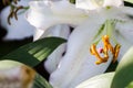 Lilium spp is a flower that has meaning in Easter April. Royalty Free Stock Photo