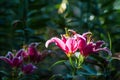 Lilium spp a tree with beautiful flowers. It has been referred to Flower Princess. Royalty Free Stock Photo